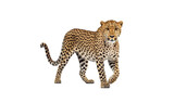 leopard HD 8K wallpaper Stock Photographic Image