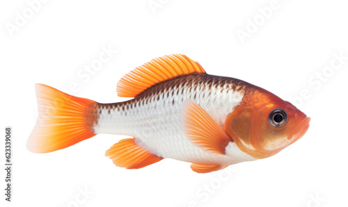 goldfish isolated on white background HD 8K wallpaper Stock Photographic Image
