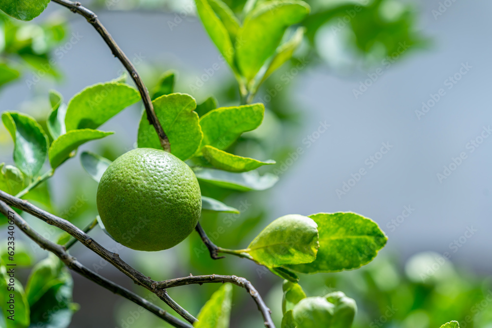 The limes on the lime tree are hybrid citrus fruits, which are generally round, about 3-6 centimeters in diameter, and contain acidic cysts. Lemons are a good source of vitamin C.