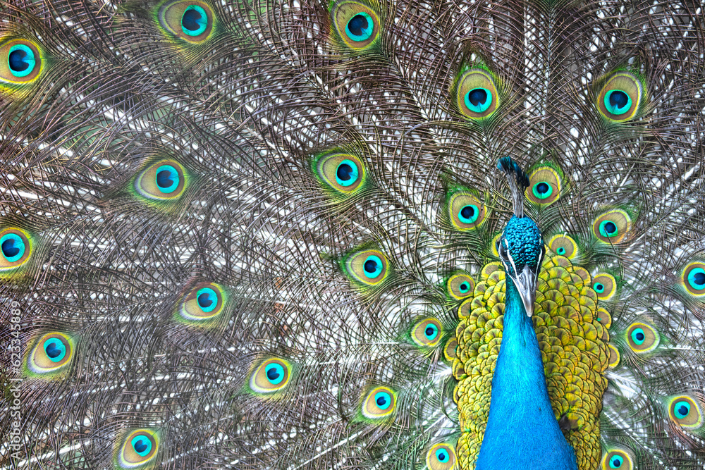 Obraz premium Bright colorful peacock with its colorful tail opened