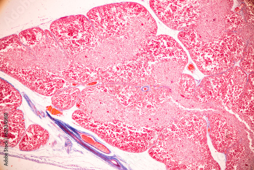 Showing Light micrograph of the Trachea, Thymus, Parathyroid gland and Tonsil human under the microscope for education in the laboratory.