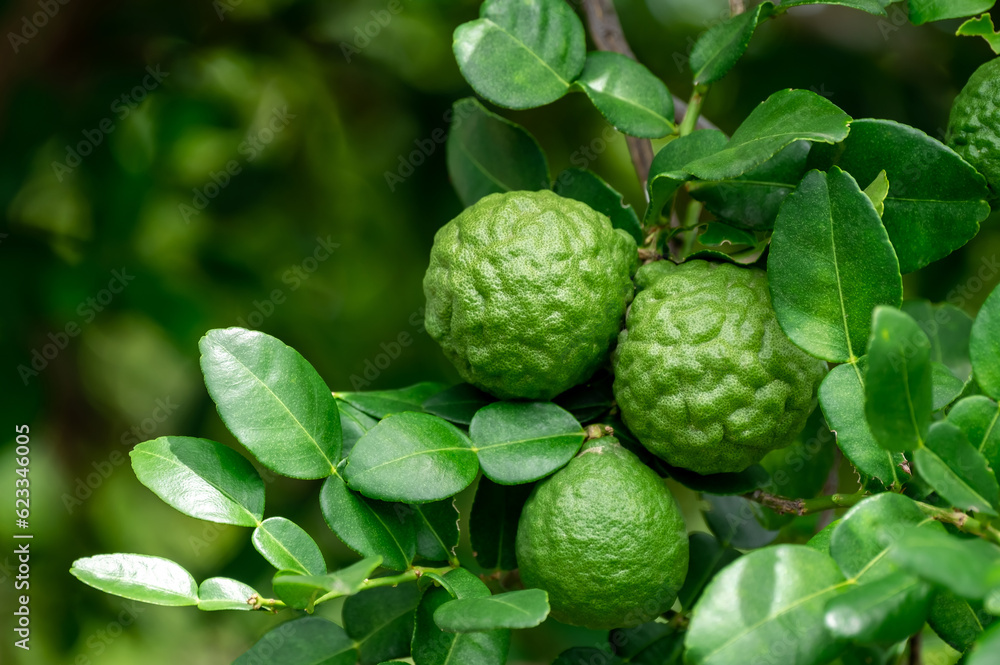 Fototapeta premium Fresh green bergamot fruit hanging from branch. bergamot tree garden and healthy food concept, group of bergamot,Bergamot medicinal plants with many