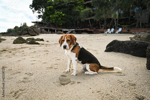 Beagle puppy on the beach