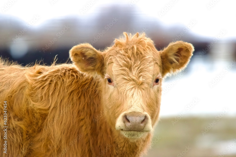 Cows of Montana red cow Cows of Montana red cow