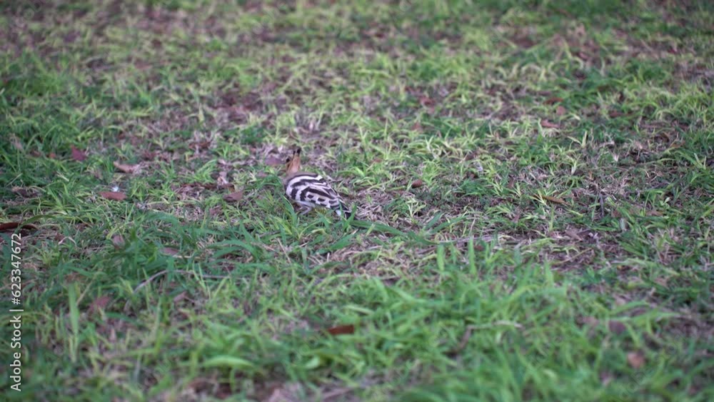 A hoopoe bird feeding on a grassy meadow A hoopoe bird feeding on a grassy meadow