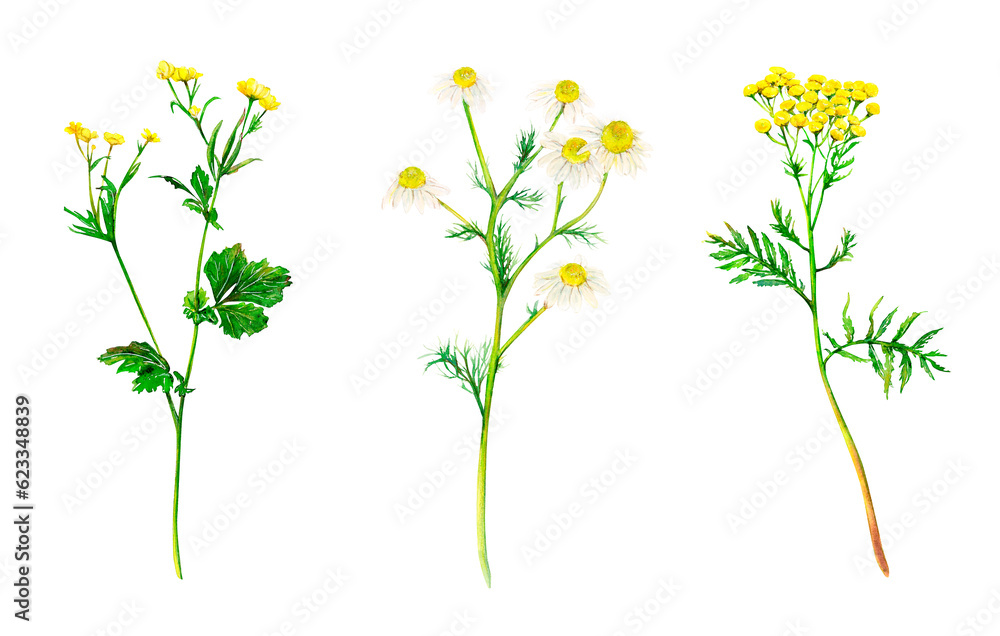 Yellow set of meadow wildflowers - buttercup, camomile and tansy hand-drawn. Watercolor floral natural illustration of delicate plants isolated on white background