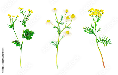 Yellow set of meadow wildflowers - buttercup, camomile and tansy hand-drawn. Watercolor floral natural illustration of delicate plants isolated on white background