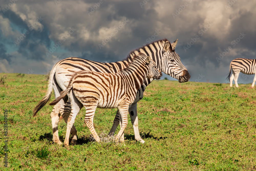 Naklejka premium Zebra with calf in Africa