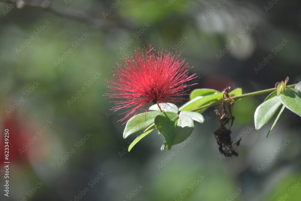 Red Mimosa Blossoms in the Summer Time Red Mimosa Blossoms in the Summer Time