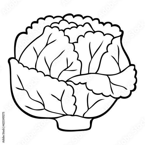 cabbage outline vector illustration