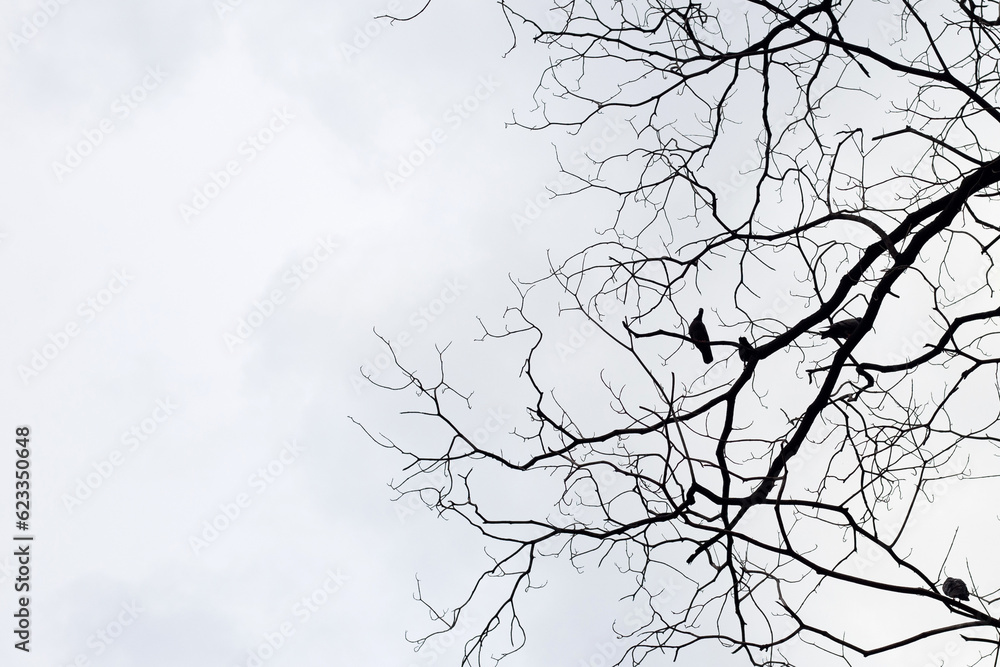 Fototapeta premium Dry tree branch silhouette with birds