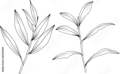 Hand drawn Barbed grass isolated, drawing plant, leaves, black, Cento theca lappacea