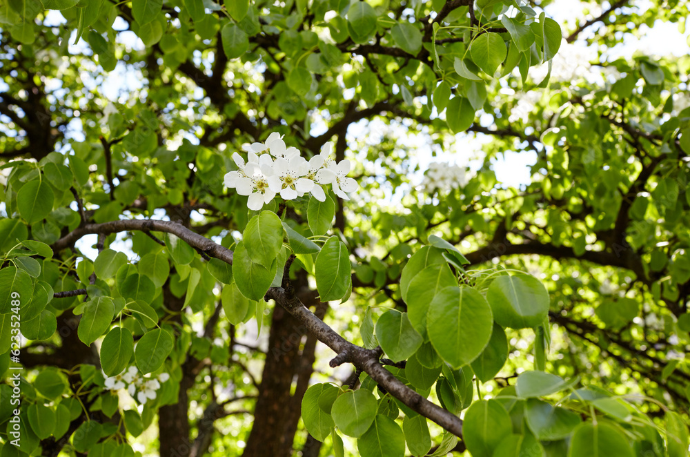 Beautiful white apple or pear blossom. Flowering apple/pear tree. Fresh spring background on nature outdoors. For easter and spring greeting cards Beautiful white apple or pear blossom. Flowering apple/pear tree. Fresh spring background on nature outdoors. For easter and spring greeting cards