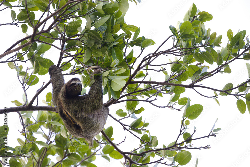 Obraz premium Faultier 2