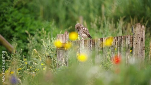 Little Owl sitting and feeding baby chick at the wooden fence, Selective focus photo