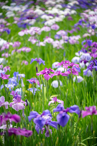 群生して咲く満開の花菖蒲