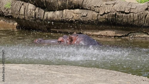 Close up Hippopotamus or Hippo Swimming at Seoul Grand Park Zoo Under Foundtain photo