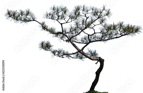 합성용 나무 png파일