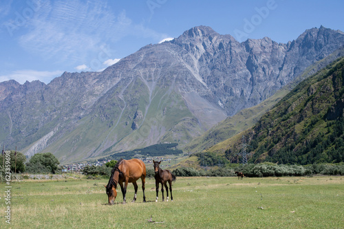 Horses grazing on a lawn near high mountains