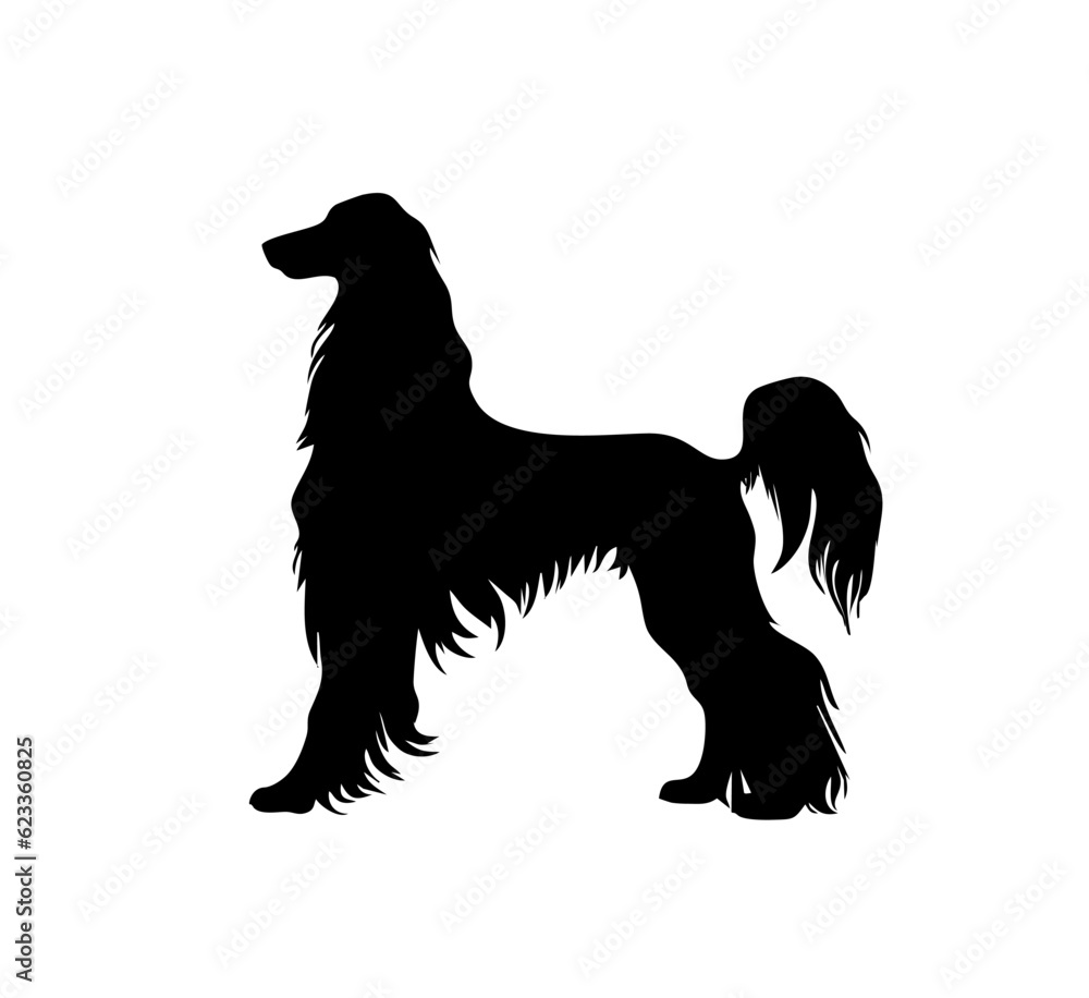 Vector isolated one single standing Afghan Hound dog side view colorless black and white outline silhouette shadow shape