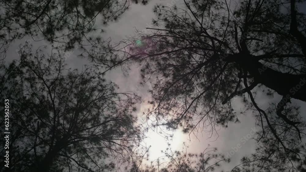 Bottom view branches of pine tree with sunlight. Atmospheric landscape, nature, climate and seasons Bottom view branches of pine tree with sunlight. Atmospheric landscape, nature, climate and seasons