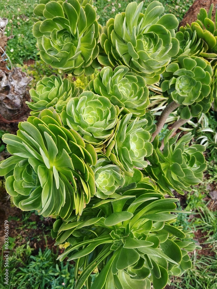 close up of a plant close up of a plant