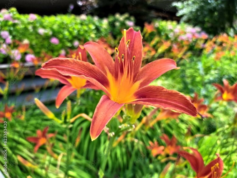 Fototapeta premium orange tiger lily