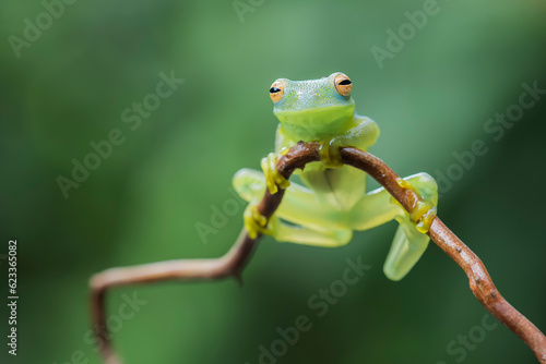 Glass frog in Costa Rica photo