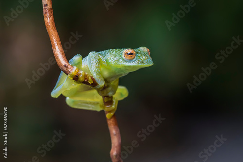 Glass frog in Costa Rica © Daniel Jara