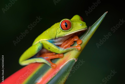 Red-eyed tree frog (Agalychnis callidryas)