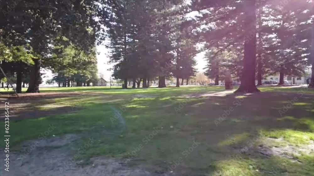 Drone shot Fremantle Esplanade Park, Western Australia Flying down through Pine Trees with glints of sun and sunbeam rays Drone shot Fremantle Esplanade Park, Western Australia Flying down through Pine Trees with glints of sun and sunbeam rays