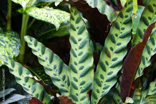 Calathea lancifolia, Goeppertia lancifolia), the rattlesnake plant, is a species of flowering plant in the Marantaceae family, native to Rio de Janeiro. photo