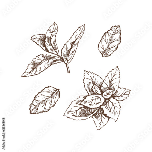 Organic food. Hand drawn retro style vector sketch of mint leaves. Doodle vintage illustration. Engraved image.