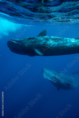 Family of sperm whales swimming in the ocean