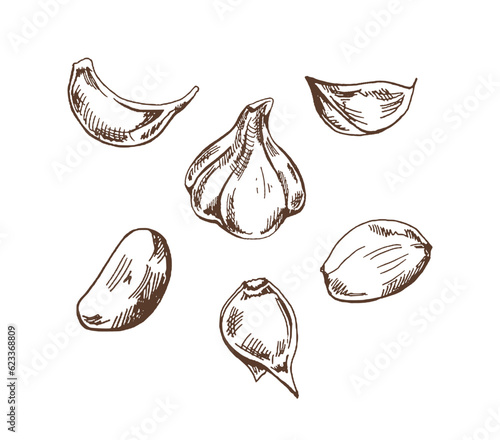 Organic food. Hand drawn retro style vector sketch of garlic head and its parts. Doodle vintage illustration. Engraved image.