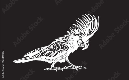 Graphical parrot cockatoo isolated on black,vector element of bird.Ink pen parrot
