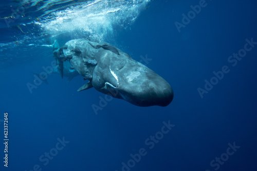 Family of sperm whales swimming in the ocean