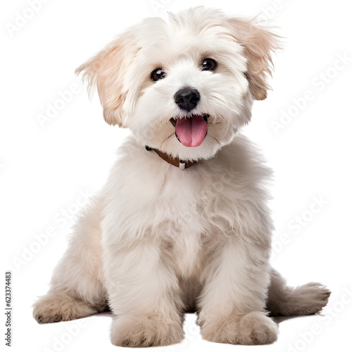 Fototapeta Smile maltipool Maltese poodle puppy little dog pet teddy brown white isolated