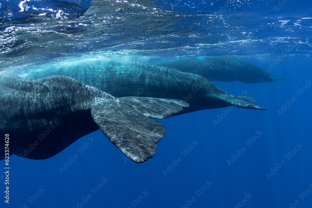 Naklejka premium Family of sperm whales swimming in the ocean