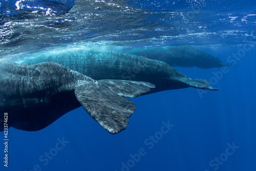 Family of sperm whales swimming in the ocean