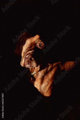 Portrait of red dog in shadow on a black background