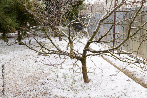 A fruit tree without leaves in a snowy garden