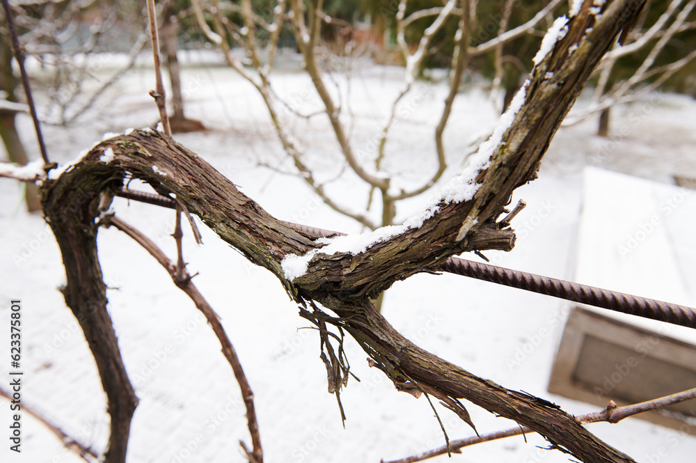 Wintering vine in snowy nature. Winter time. Agriculture. Eco farming. Viniculture. Viticulture. - obrazy, fototapety, plakaty 