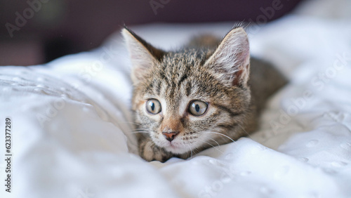 Cute tabby cat lying down on white blanket on the bed. Funny home pet. Concept of relaxing and cozy wellbeing. Sweet dream