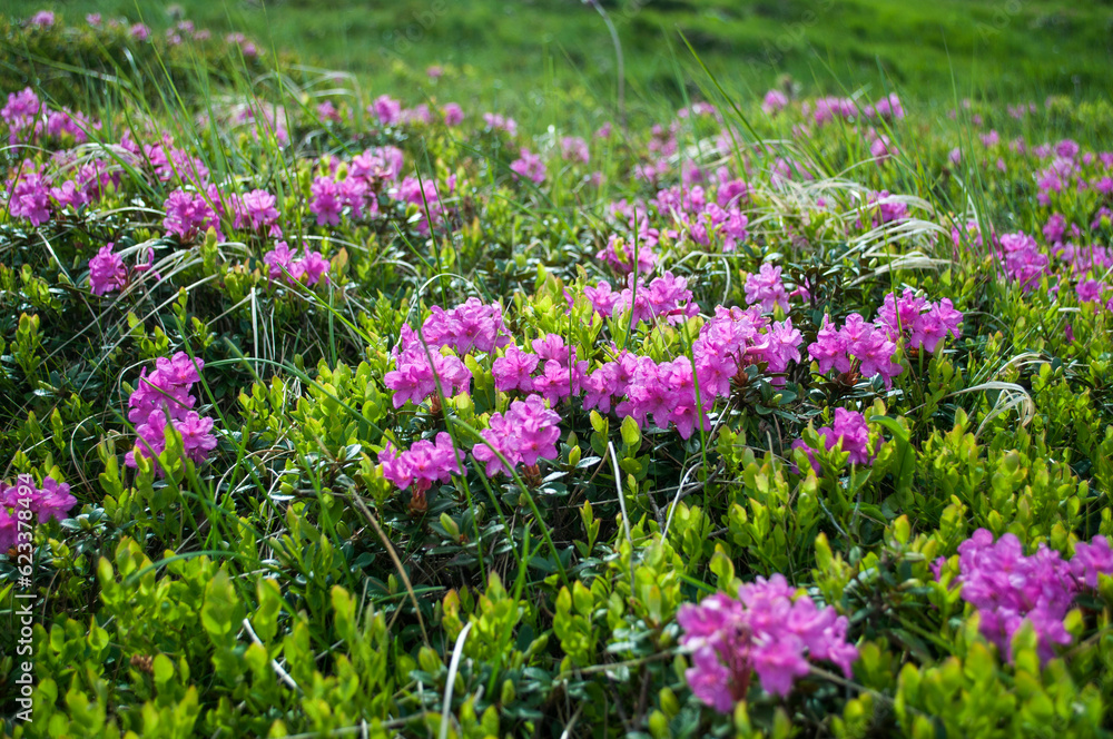 The slopes of Mount Hoverla covered with pink flowers of the Rhododendron myrtifolium (Rhododendron kotschyi)