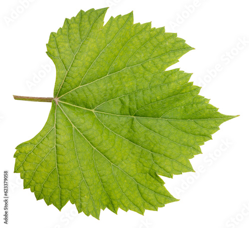 Green Grape leaf on white With clipping path.