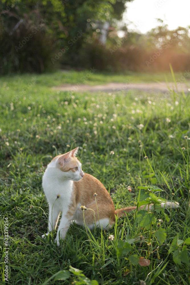 Cat in a green field