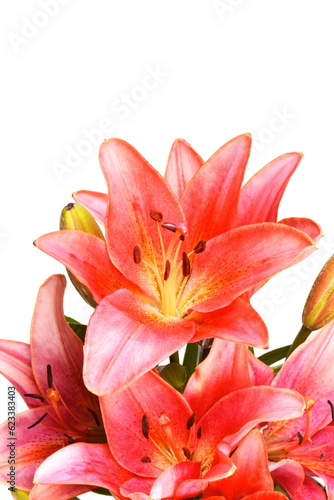 Pink lily isolated on white © valeriy555