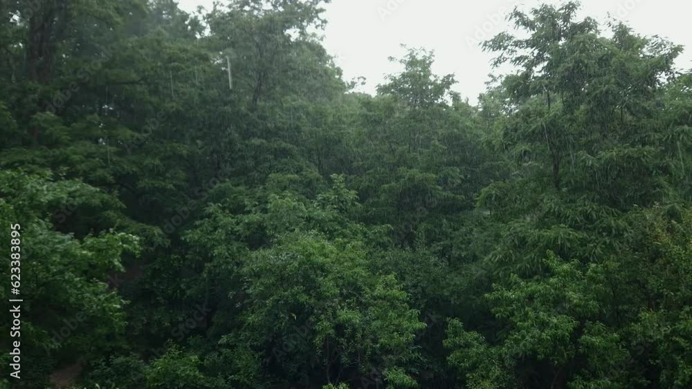 Trees and bushes in park during a summer rain Trees and bushes in park during a summer rain