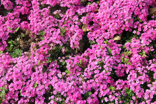 Moss phlox  or phlox subulata flowers in a garden